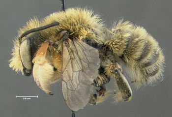 Media type: image;   Entomology 610875 Aspect: habitus lateral view